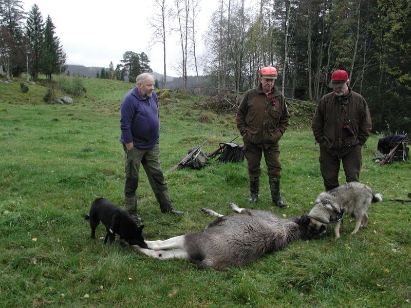 EPSN1021 (1).JPG - Kåre felte en kalv på privat kvote for Trygve/Tor på Vikajaret